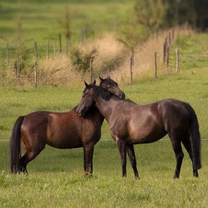 Meet your Posher, Country boy